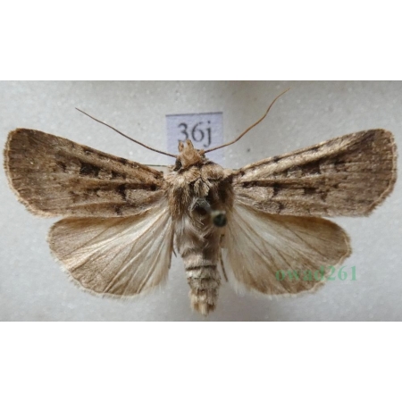 Chersotis multangula (Hübner, 1803) male Czech36j